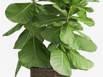 Decorative plant set-49 3D model