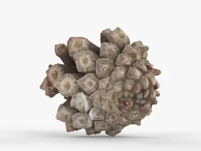 Photorealistic 3D scan of pine conifer cone Low-poly 3D model