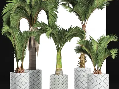 Plants Collection 201 Palms 3D model