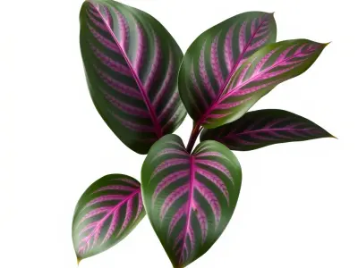 Tropical Plant Leaves Model Pack Low-poly 3D model