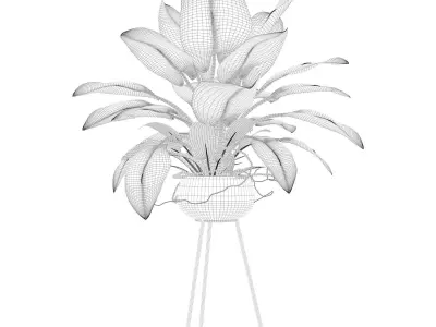 Philodendron imperial green 03 3D model
