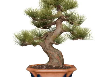 Pine Bonsai in Pot Low-poly 3D model