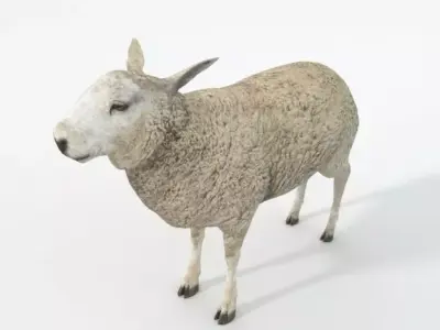 Sheep Low-poly 3D model