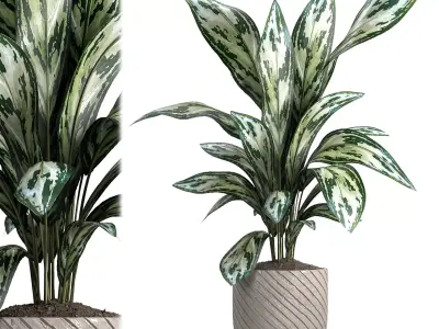 indoor plant 050 3D model