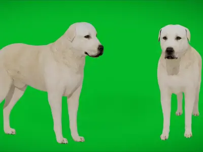 Central Asian Shepherd Dog Low-poly 3D model