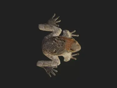 Cururu Toad 3D Model - Rhinella marina Low-poly 3D model