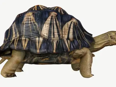 Radiated Tortoise Low-poly 3D model