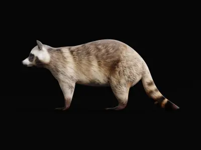Common Raccoon Mammal Low-poly 3D model