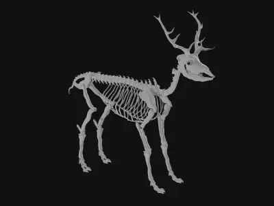 Elk skeleton 3D model