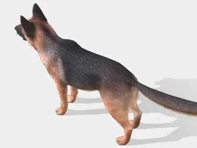 Dog - Shepherd Low-poly 3D model