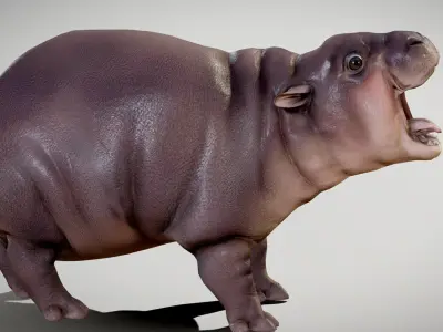 Baby Pygmy Hippopotamus 3D model