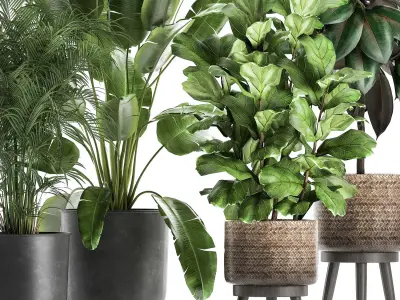 Plants in a flowerpots for the interior 861 3D model