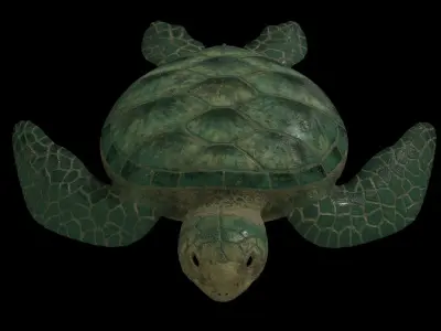 Sea turtle PBR rigged 3D model