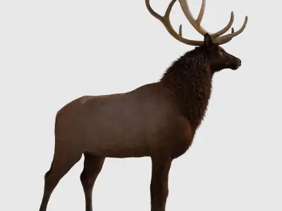 Realistic elk with antlers 3D model