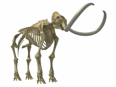 Mammoth and Elephant Skeletons 3D model
