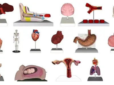 medical model Pack  3D model