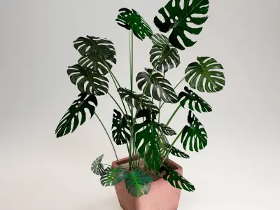   Monstera-Swiss cheese plant in a pot 3D model