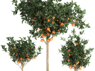 Orange tree for the interior in black pot 717 3D model