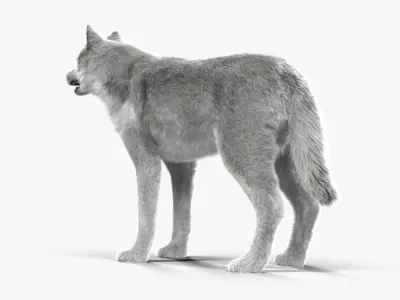 Wolf White Low-poly 3D model