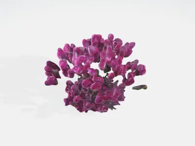 Dianthus Flowers Low-poly 3D model