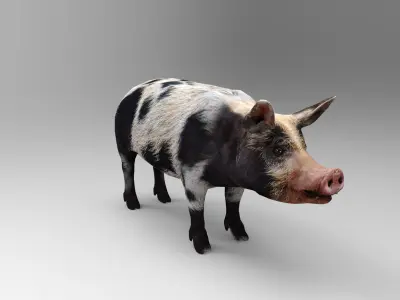 Black Wild Pig low poly 3D model Low-poly 3D model
