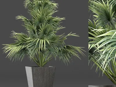 Plants Collection 192 Sabal Minor 3D model