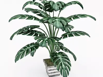 Monstera Leaves 3D Model Low-poly 3D model