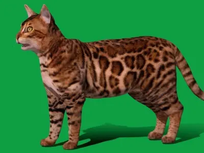 Bengal Cat Low-poly 3D model