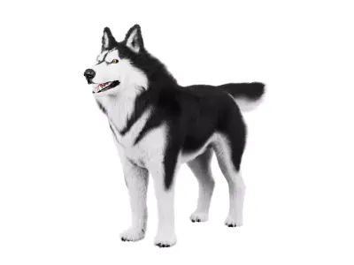 Siberian Husky Rigged Dog 3D Model Low-poly 3D model