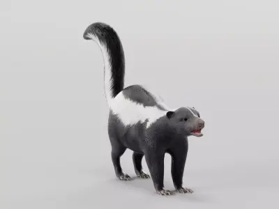 Skunk Mammal Animal 3D model