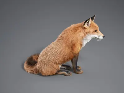 Fox Animated  - UNREAL project  and Maya base rig 3D model