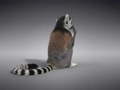 Young Lemurs Animation - VFX Grace 3D model