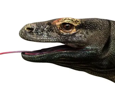 dragon komodo 3d model 3D model