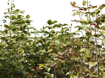 HQ Tree and bush garden box outdoor VOL 34 3D model