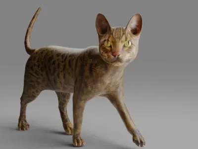 Cat Grey Rigged and Animated Low-poly 3D model