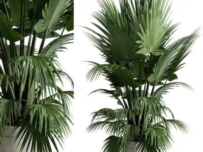 Collection  indoor plant set 05