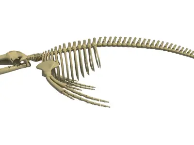 Humpback Skeleton 3D model