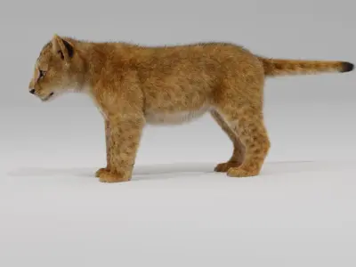 Young Lion Cup 3D model