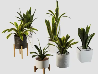 sansevieria potted plant 3D model