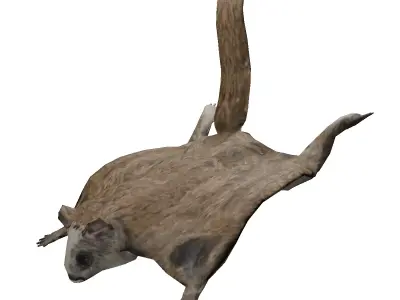 Flying squirrel low poly Low-poly 3D model