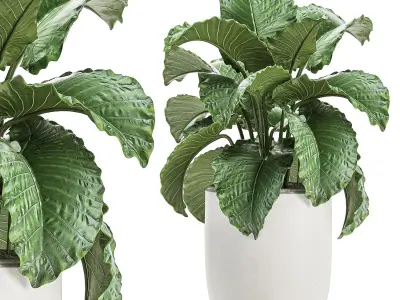 Plants in a white flowerpot for decor and interior design 504 3D model