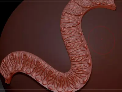 imm curve brushes 2 3D model