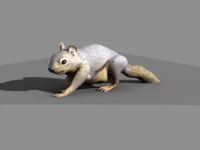 squirrel rigged 3D model