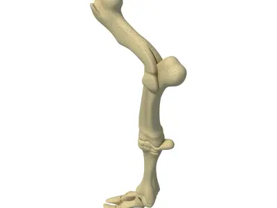 Bull Animal Leg Bones  3D model