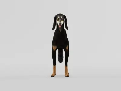 Saluki Dog Breed 3D model