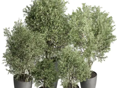 Set of trees and bushes in pots - Outdoor plants set 184 Low-poly 3D model