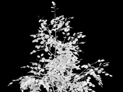 Birch Tree With White Leaves Low-poly 3D model