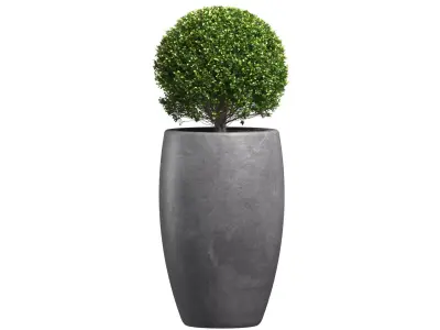 Decorative street bush Boxwood for a porch or a terrace Buxus 3D model