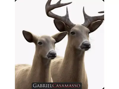 White Tailed Deer - Odocoileus Virginianus 3D model