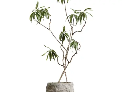 AV HousePlants Japandi Minimalism Ficus Dracaena Marginata 3D model